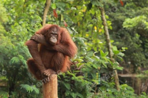 Preview: Orang Utan Sitting On Tree Trunk