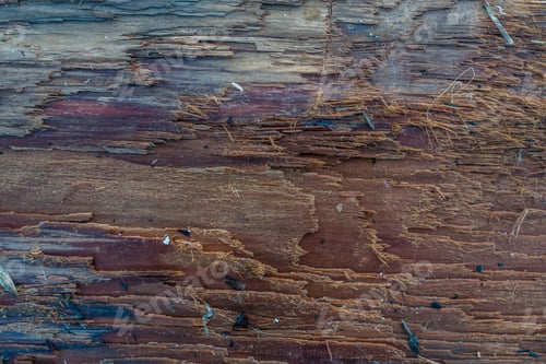 Preview: A Closeup Shot Of A Wet Log On Shore At Normandy Park, Washington.