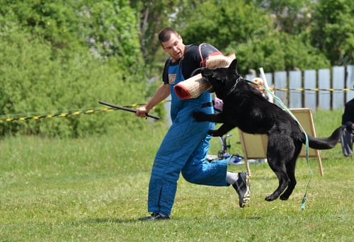Preview: Dog Training