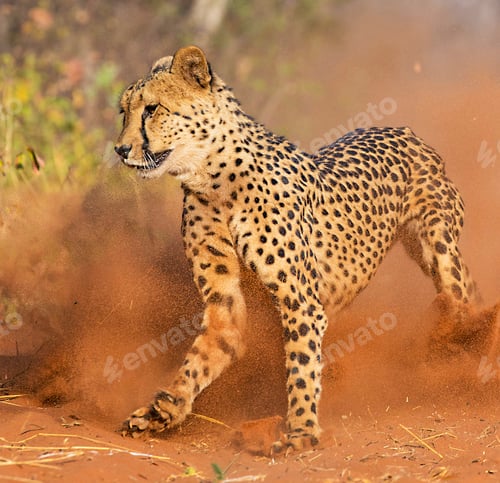 Preview: A Best wildlife destinations in the world