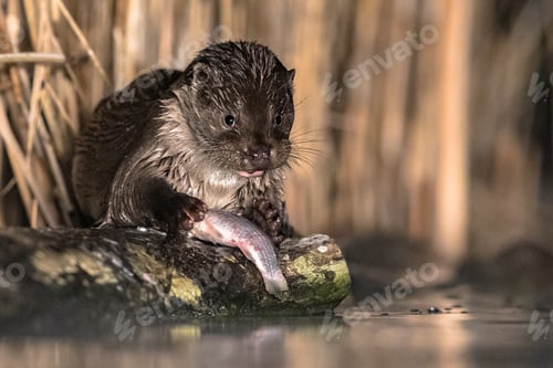 Preview: European Otter eating fish at night
