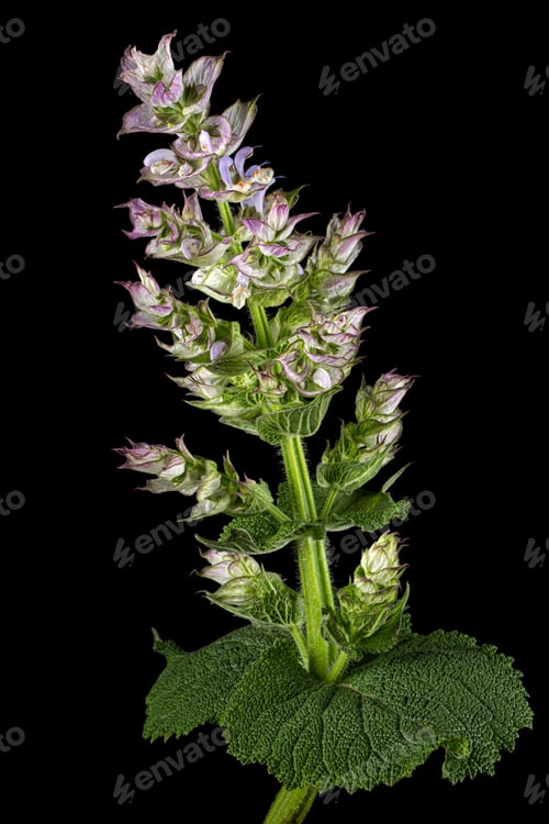 Preview: Inflorescences clary sage, lat. Salvia sclarea, isolated on black background
