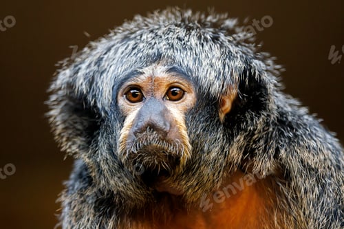Preview: close up of a cute little monkey white-faced saki (Pithecia pithecia) monkey