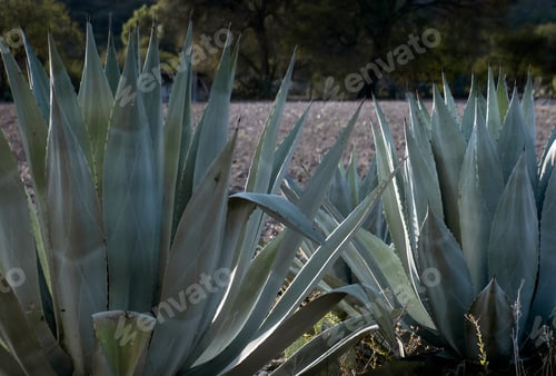 Preview: Green background of Agave Americana in Mexico, maguey used to make drinks like aguamiel and pulque