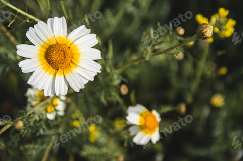 Preview: Field of Daisy flowers during Spring