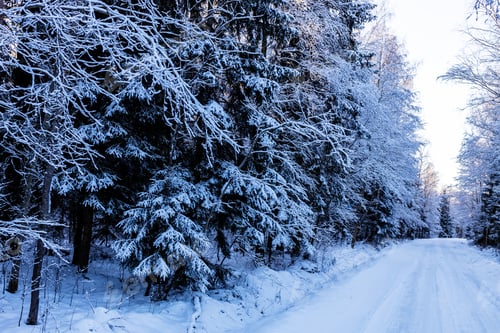 Preview: blue snow-covered road in snowy forest in winter