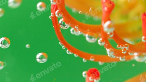 Preview: Green background.Stock footage.Water with bubbles in which the petals of the flower stick out