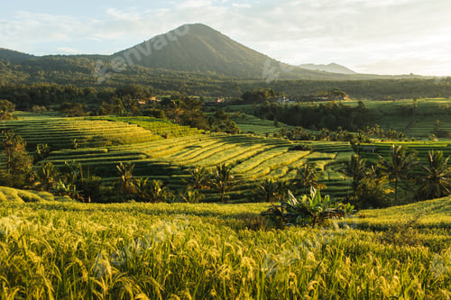 Preview: Famous Bali landmark Jatiluwih rice terraces. Beautiful sunrise view of green hills and mount