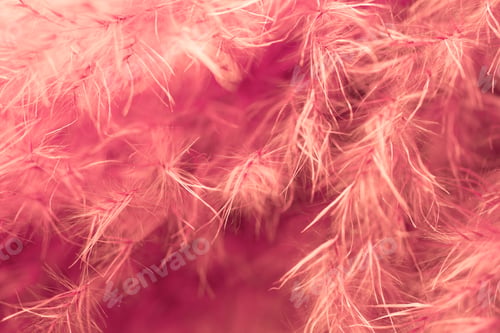 Preview: Living coral feather abstract background. Studio macro shoot.