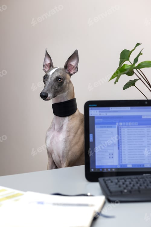 Preview: Whippet dog on chair looks thoughtfully to side in doctor's office. Emotion of veterinary clinic