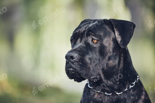 Preview: Portrait of cane corso dog