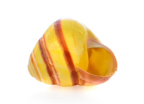 Preview: sea shell isolated on white background