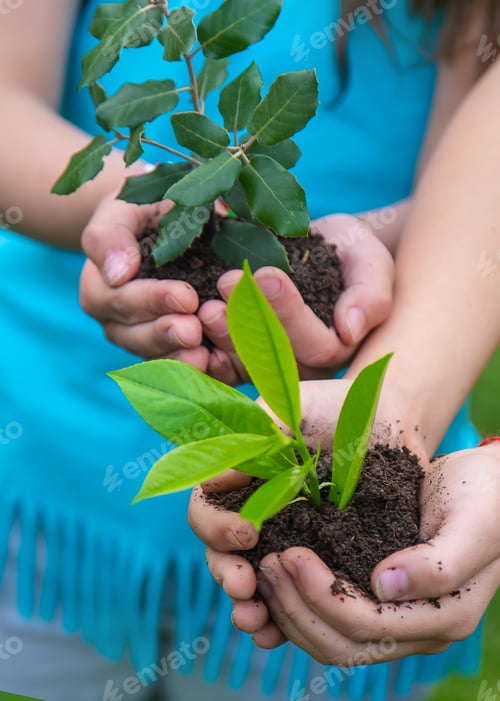 Preview: The child holds the plant and soil in his hands. Selective focus.