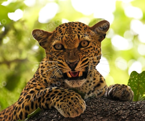 Preview: A Magical Zambia Wildlife pictures