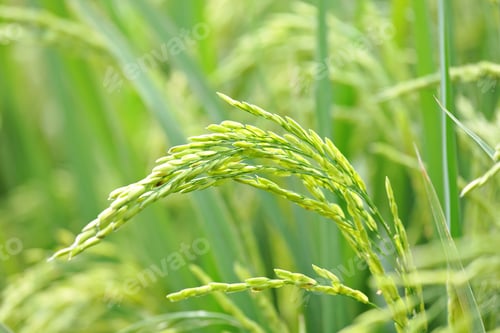Preview: Close up of green paddy rice plant