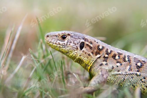 Preview: garden lizard