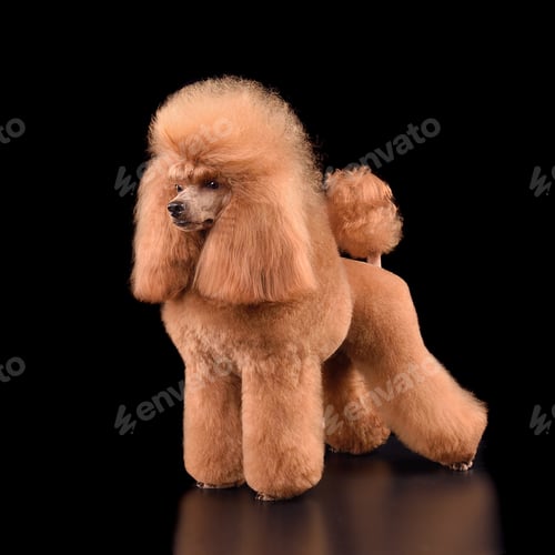 Preview: Beautiful apricot toy poodle
