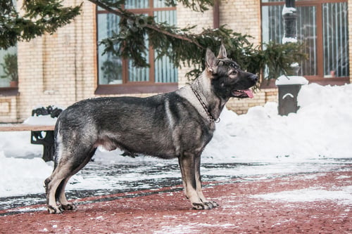 Preview: East European Shepherd dog on the walk. Active East European Shepherd dog enjoying outdoor playtime