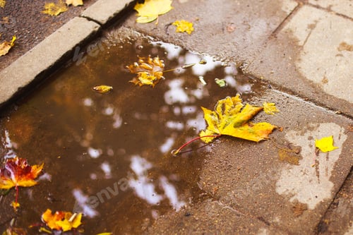 Preview: autumn leaf on the asphalt near a puddle