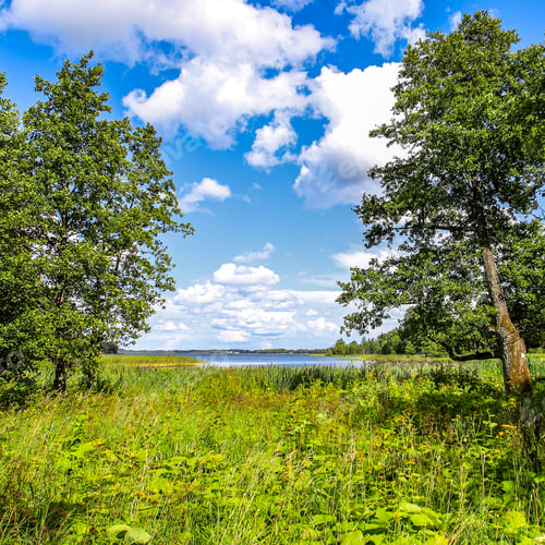 Preview: Serene green meadow with lush trees against the backdrop of a blue sky with fluffy white clouds