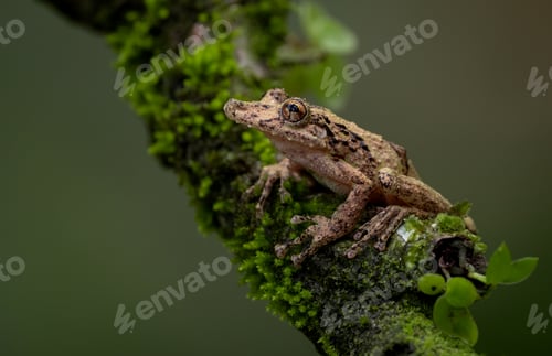 Preview: A Frog in Costa Rica