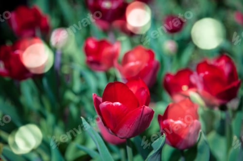Preview: close up view of red tulips and sunlight background