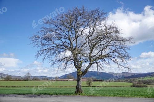 Preview: Tree standing in a grassy field next to a street, with mountainous terrain in the background