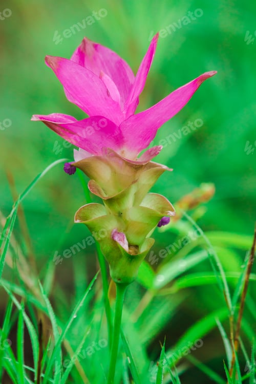 Preview: Curcuma sessilis is a herbaceous plant.