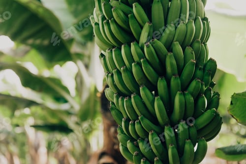 Preview: Banana Farm in Tenerife offering guided tours