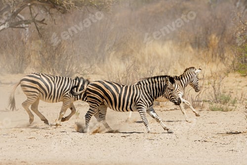 Preview: Plains zebras running on dusty plains
