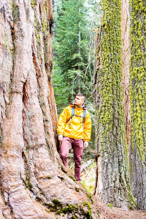 Preview: Tourist With Backpack Hiking In Sequoia National Park. California, United States.