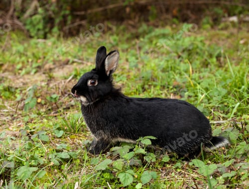 Preview: Black rabbit running in the forest.
