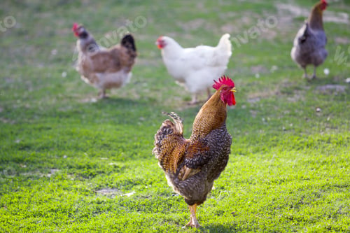 Preview: Group of grown healthy white hens and big brown rooster feeding
