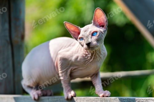 Preview: Sphynx male kitten walking outdoors on wooden playing ground of cattery on summer sunny day