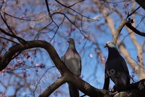 Preview: Two pigeons