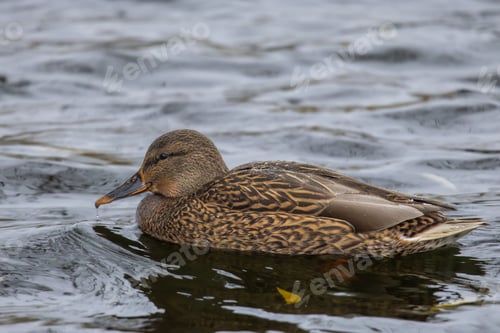 Preview: Duck swimming in a calm lake