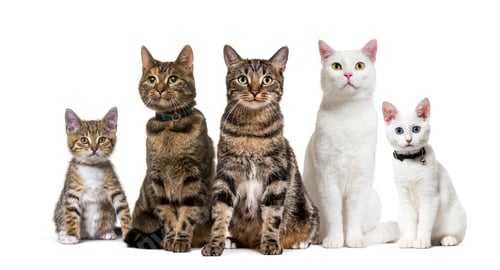 Preview: Large group of crossbred domestic cats, adult and kitten, sitting in a row, pets
