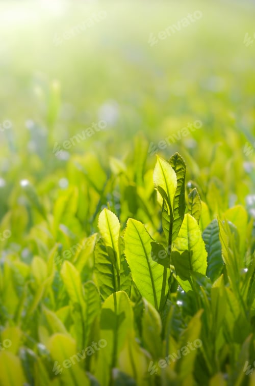 Preview: Green Tea Leaves
