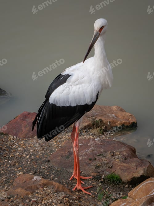 Preview: Stork at the Beauval Zoo in France