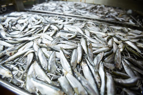 Preview: Raw anchovies