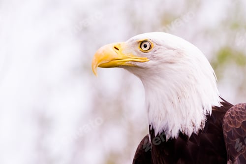 Preview: Bald eagle