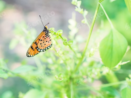 Preview: Butterfly on Flowers,Beauty Butterfly with Growth Plant Green Tree