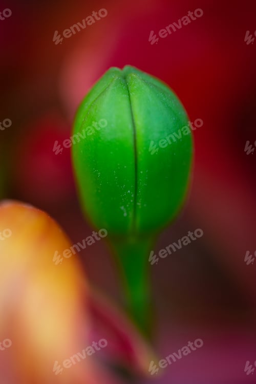 Preview: Close-up of a green flower bud on a plant