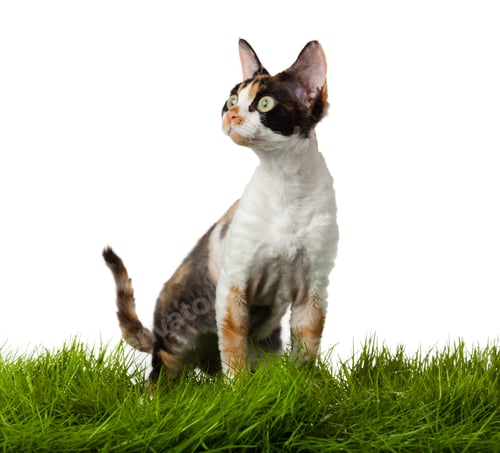 Preview: Devon Rex cat in the grass. isolatet on white.