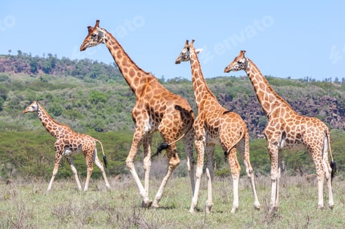 Preview: Giraffes herd in savannah