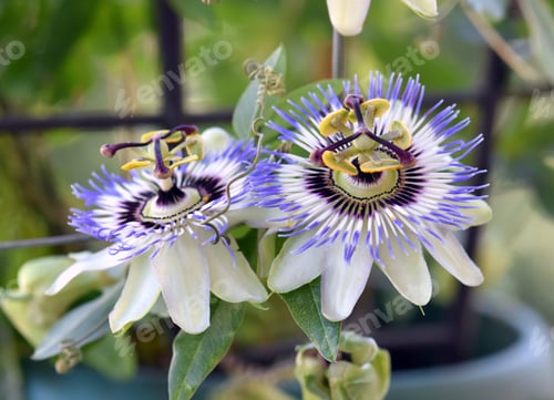 Preview: Beautiful passion flowers