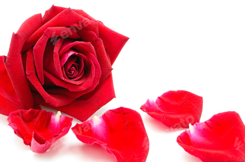 Vorschau: rote Rose
