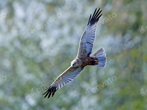 Preview: Western marsh harrier (Circus aeruginosus)