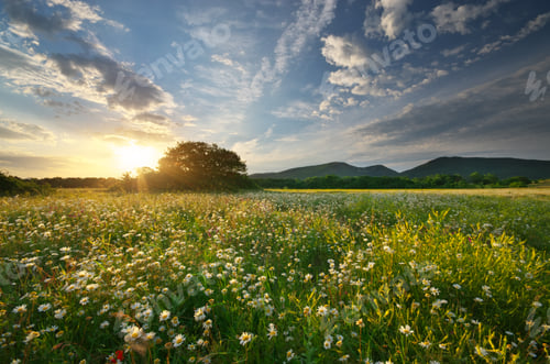 Preview: Spring daisy flowers in meadow