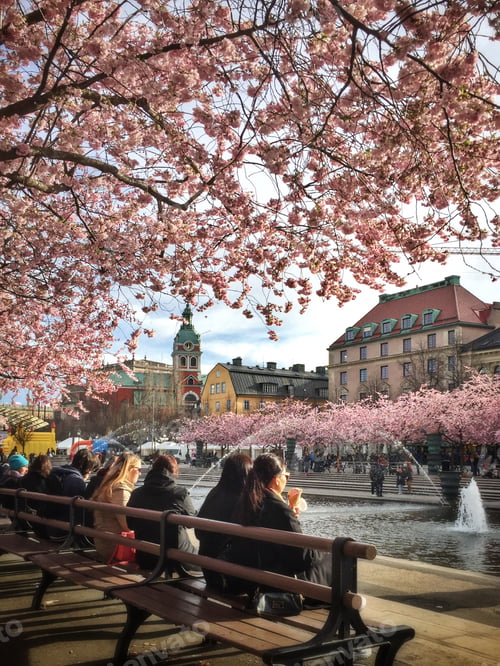 Preview: Cherry Blossoms